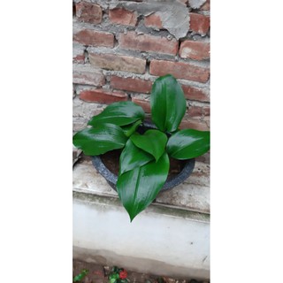 Củ giống hoa ngọc trâm