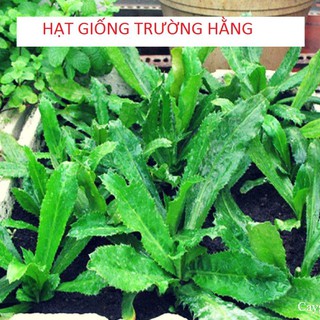 HẠT GIỐNG RAU MÙI ( NGÒ GAI) CAO SẢN SINH TRƯỞNG NHANH KHỎE