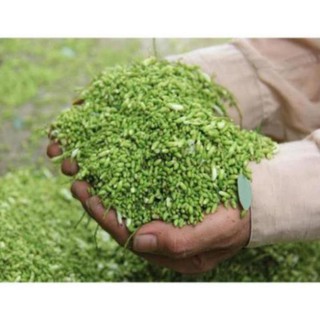 Cây Giống Hòe Nếp Cao Sản