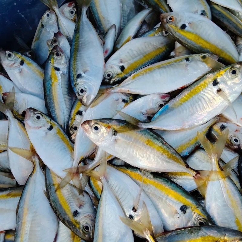 Cá chỉ vàng nhỏ làm sạch - 0.5kg