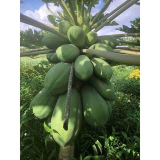 đu đủ lùn đài Loan. combo 10 cây chỉ 80k