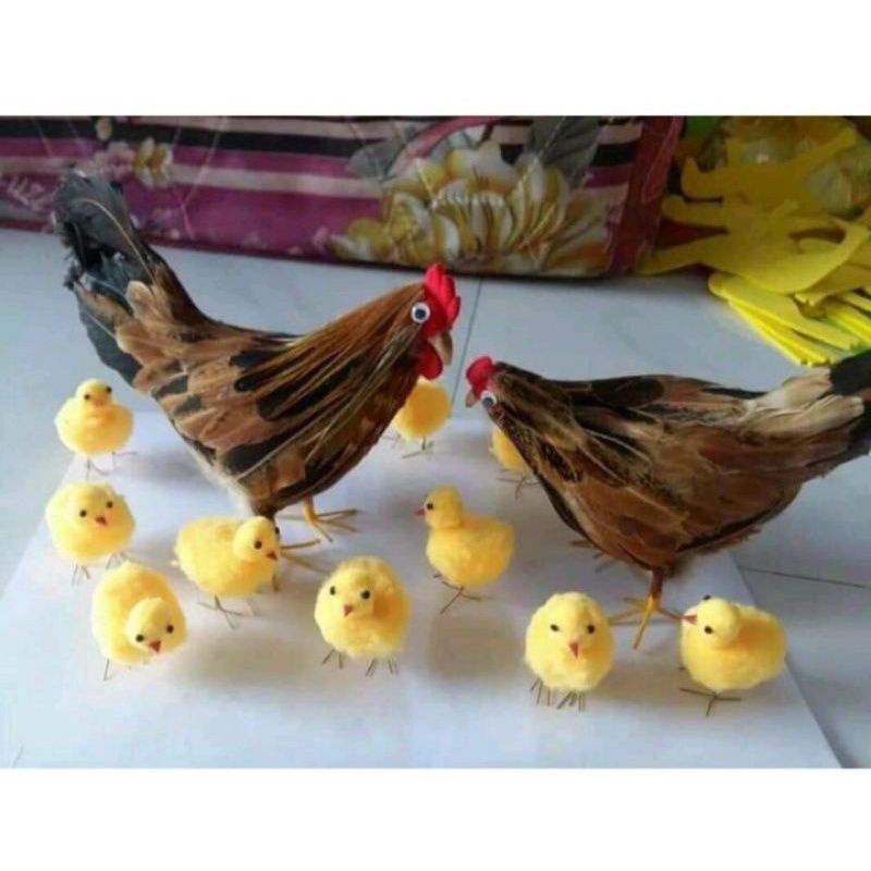 0 có một 10 gà con 1 trống và 1 mái