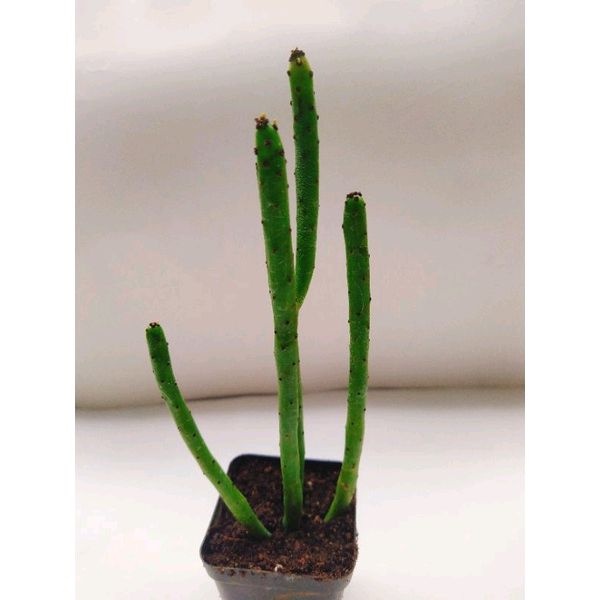 Sen bó đũa và euphoria