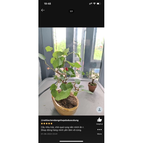 Cây Dâu Tầm siêu trái bonsai mini