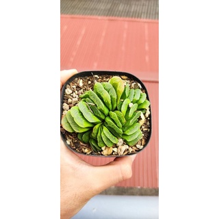 Haworthia truncata (sen đá quạt)
