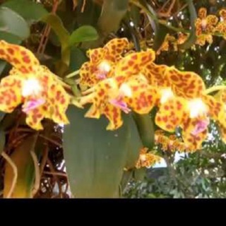 Lan Rừng Cẩm Báo