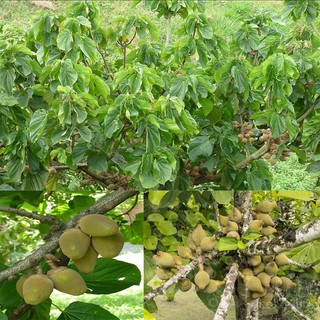 CÂY CHUPACHU GIỐNG