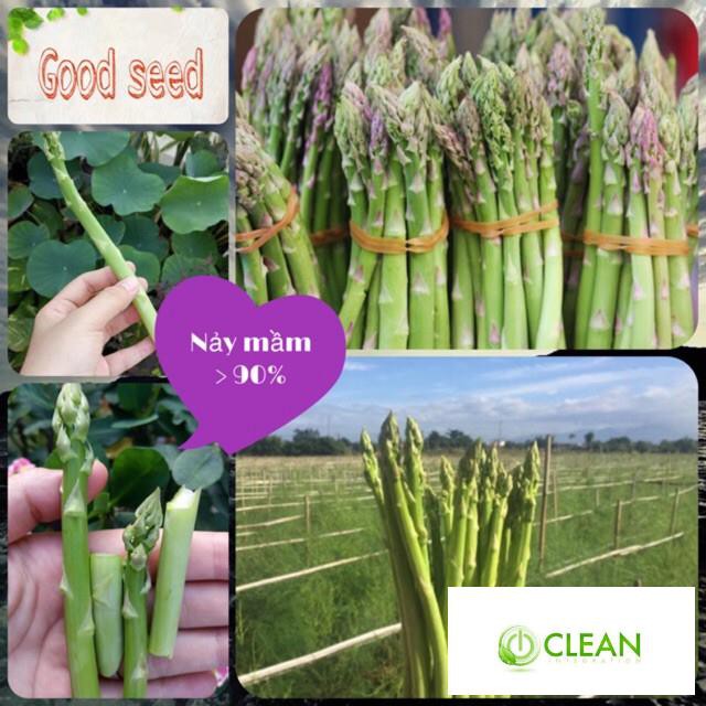 Gói 100 hạt giống măng tây xanh f1, nảy mầm 90%