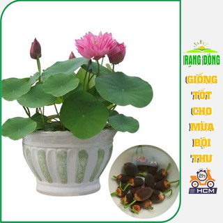 [10 hạt] Hạt giống Hoa Sen Mini Nhiều Màu, Dễ Trồng, Nảy Mầm Tốt