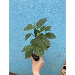 Cây hoa mai xanh Thái(1 bầu cây)