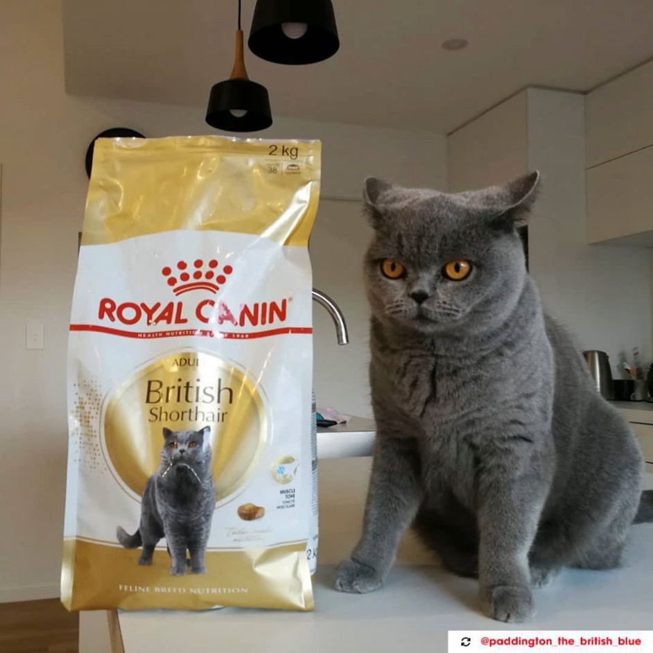 Thức ăn Royal Canin British shorthair 2kg chuyên cho giống mèo Anh lông ngắn