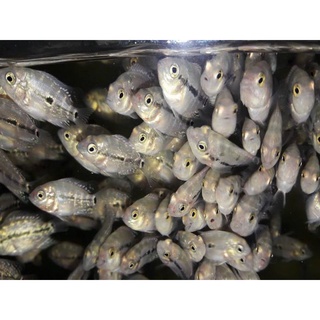 10g Thức ăn cá tặng kèm 5 la hán bột châu đỏ size mini