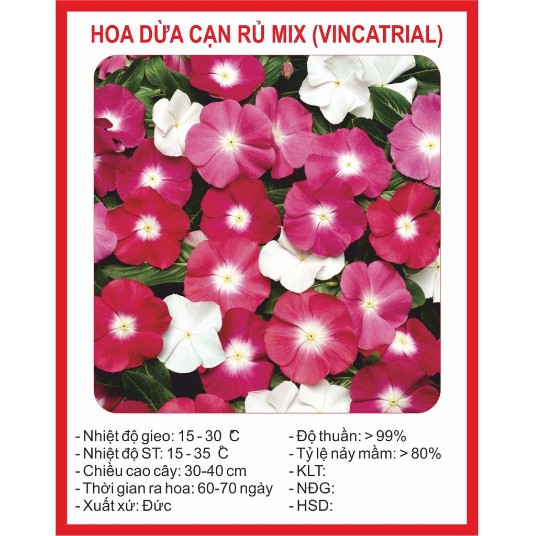 Hạt giống hoa Dừa cạn rủ Mix 100 hạt