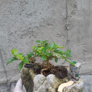Sam hương hòn non bộ mini