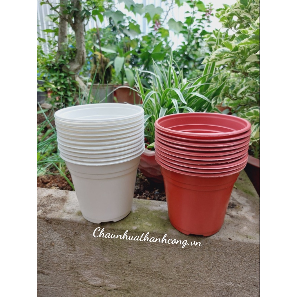 Combo 10 chậu nhựa 12x10,6cm trồng dâu tây, sen đá