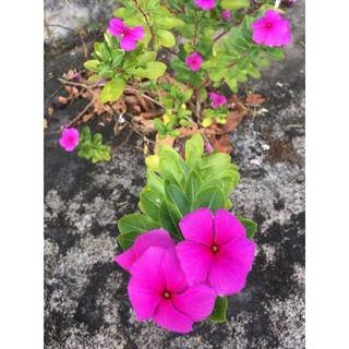 chậu 3 cây dừa cạn con