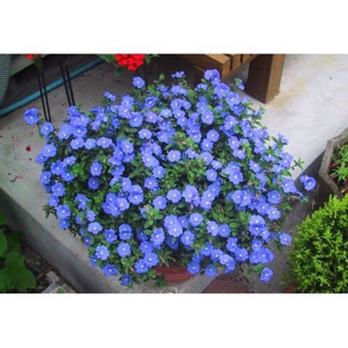 Hoa thanh tú chậu treo