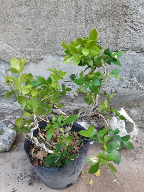 Cây nguyệt quế bonsai mini siêu bông