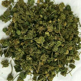 200g trà nụ hoa tam thất