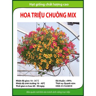 Hạt giống hoa Triệu chuông