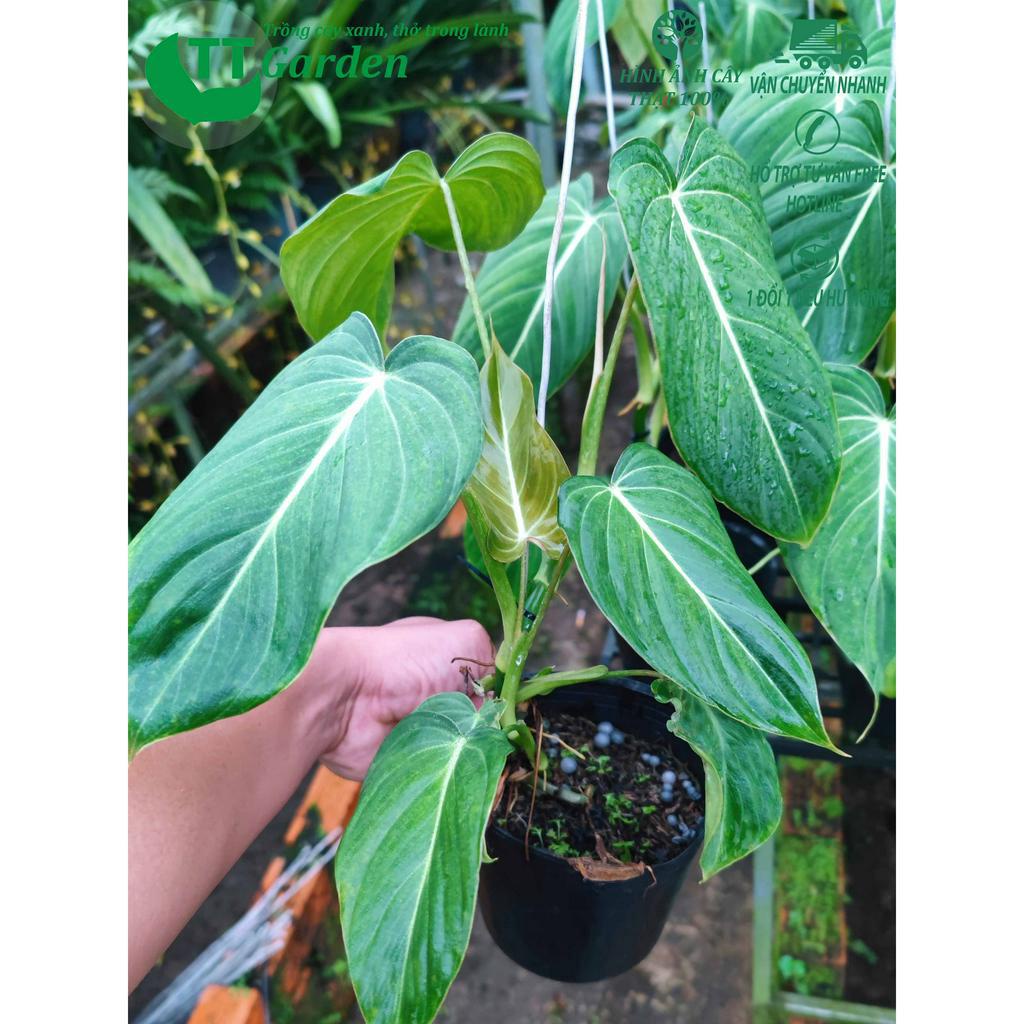 Philodendron Glorisosum cây giống đẹp, trồng trong nhà, trồng ngoài trời, trồng sân vườn, decor trang trí sân vườn
