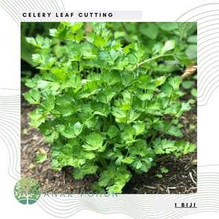 Hạt giống - cần tây hạt giống thảo mộc - nhập khẩu 100h