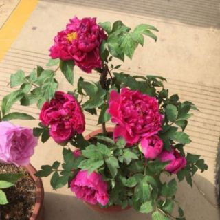 1 hạt giống hoa mẫu đơn