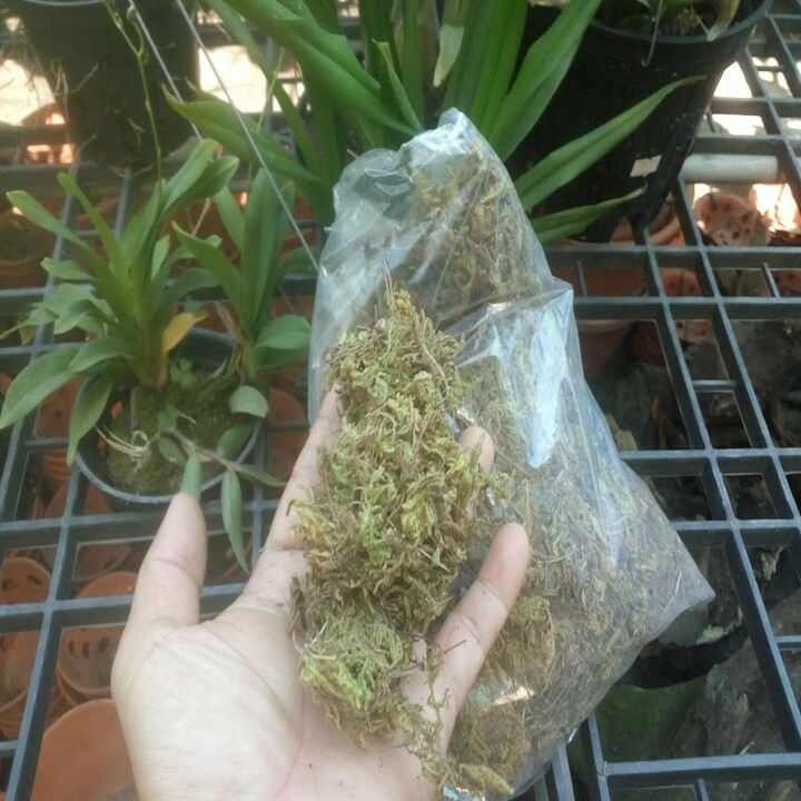 rêu trồng lan 100gram