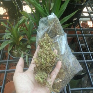 rêu trồng lan 100gram