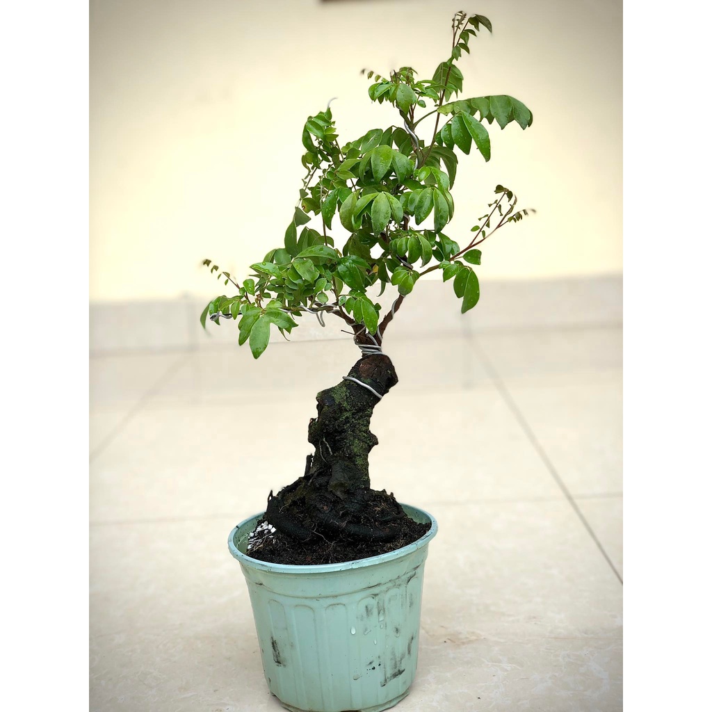 Cây khế bonsai siêu trái - ra hoa sau 6 tháng.
