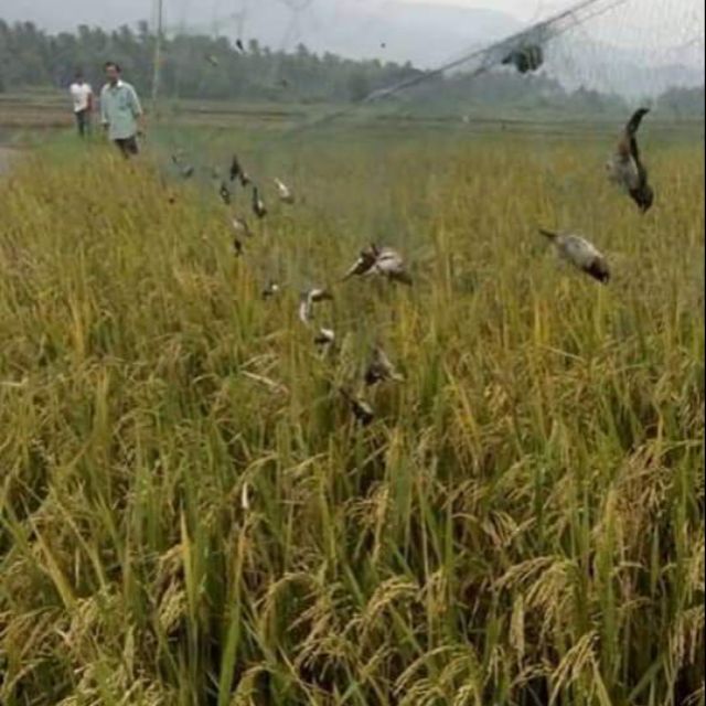 Lưới bẫy chim 30m3p ri
