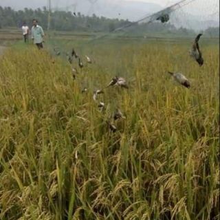 Lưới bẫy chim 30m3p ri