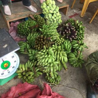Chuối hột rừng cắt lát 70k/kg