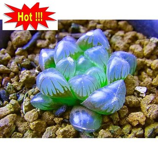 10 hạt giống sen đá kim cương