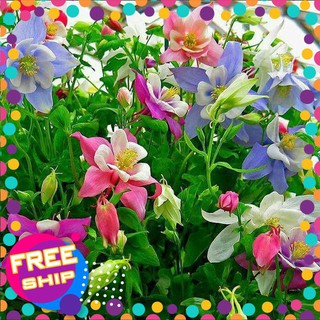 50 hạt giống hoa bồ câu mix trợ giá khuến mại tết