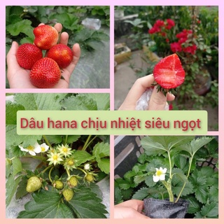  Cây giống Dâu tây Hana Nhật chịu nhiệt 