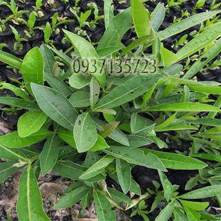 combo 5 cây giống chuông vàng ( cây giống )