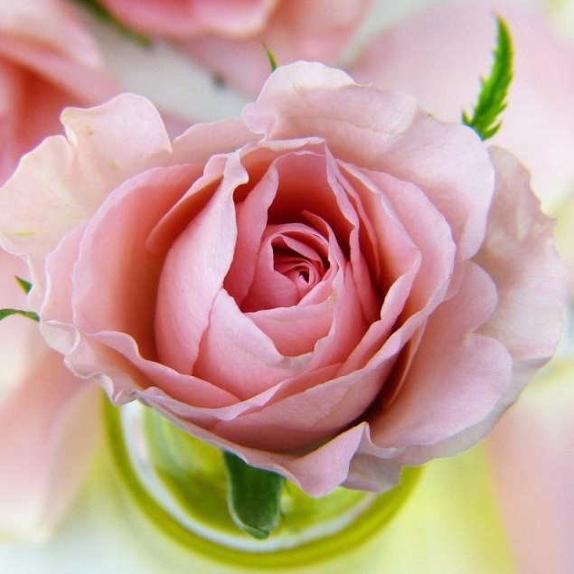 Sữa tắm hoa hồng + 2.2% phí shopee