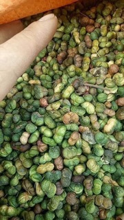 Quả Tam Thất Khô (500g/400k)