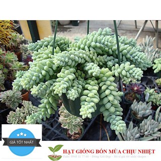 Hạt giống Sen đá chuỗi ngọc 20 HẠT