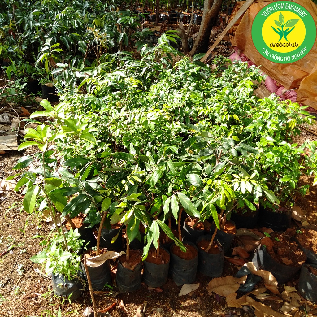 Cây Giống Chôm Chôm Thái Ra TRái Siêu Sơm