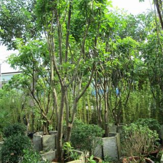 Cây 🌲 Lộc Vừng đỏ  cao 1m6 ( đang hoa)