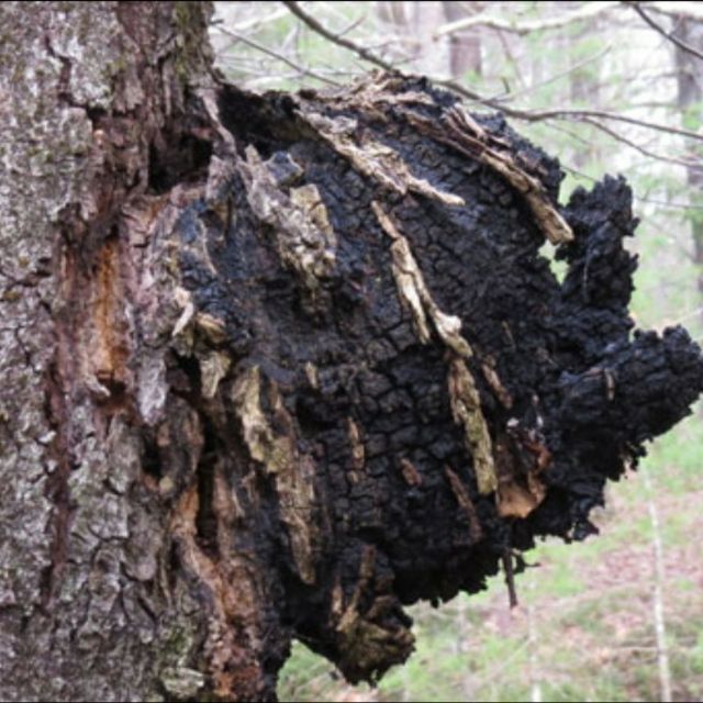 Nấm Chaga Nga từ Siberia nguyên chất