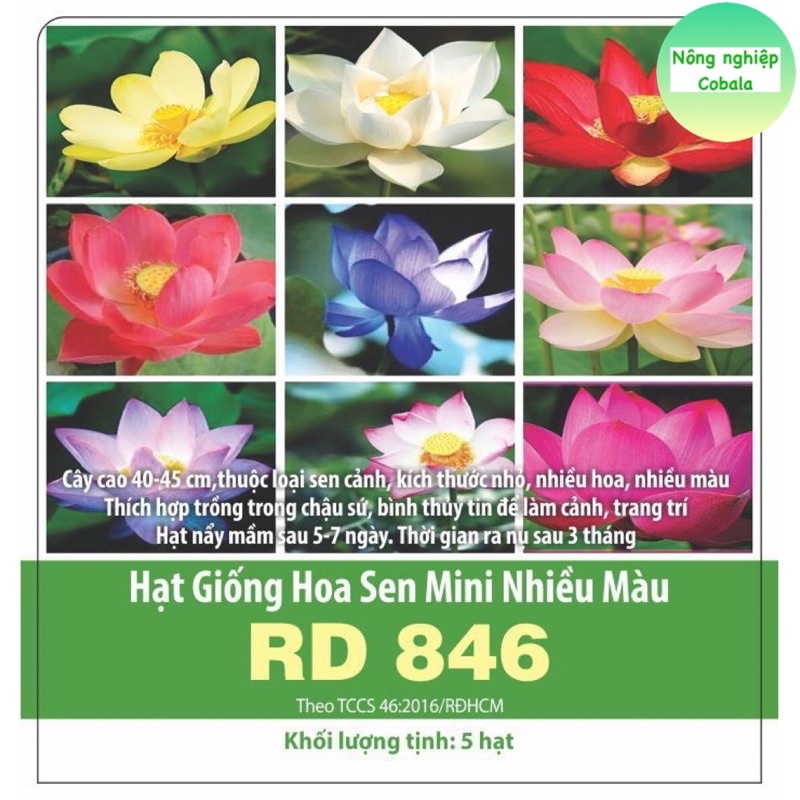 Hạt Giống Sen Mini Nhật 5 Màu Dễ Trồng (5 Hạt)