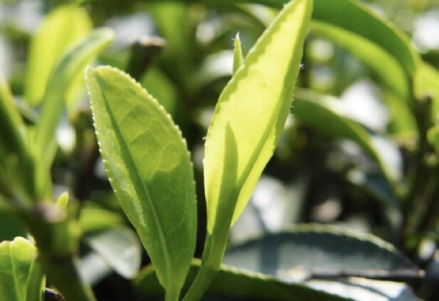 [RẺ VÔ ĐỊCH] Sữa rửa mặt tinh chất trà xanh ngừa mụn, trắng da Images | BigBuy360 - bigbuy360.vn