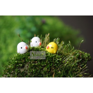 Gà mỏ nhọn - phụ kiện terrarium đl