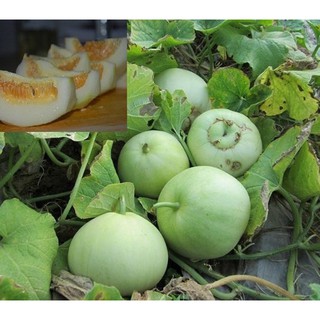 Hạt giống Dưa lê tây