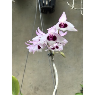 giò lan trầm thái 7 thân tơ