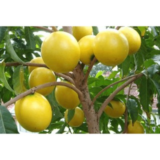 [Cây giống] Vú sữa hoàng kim - Vú sữa Vàng Đài Loan giống chuẩn - Trang Flowers