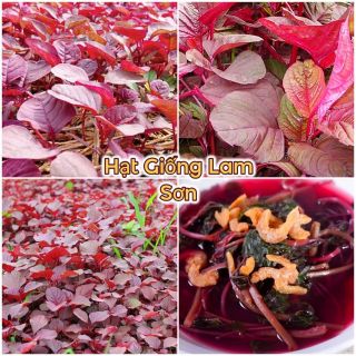 HẠT GIỐNG RAU DỀN ĐỎ - Loại Rau Bổ Máu, Kháng Bệnh.